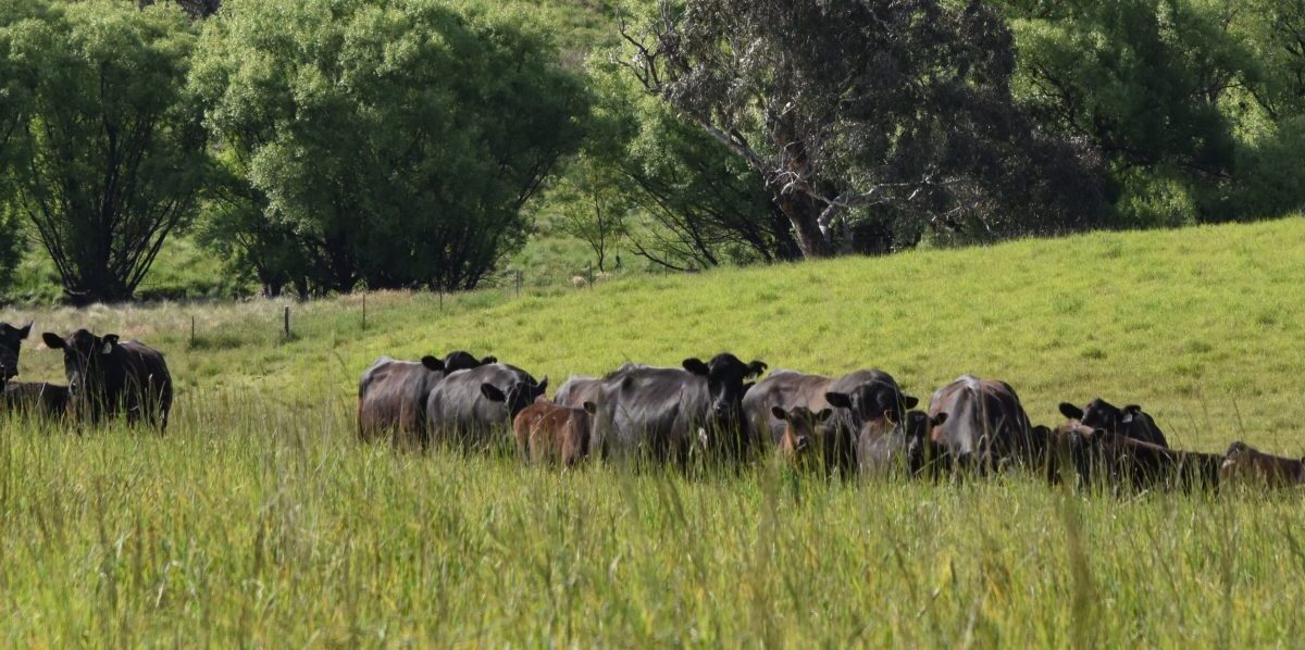 Livestock